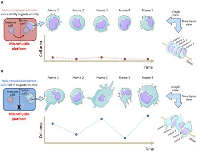 Oncoimmunology Meets Organs-on-Chip